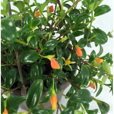 Premium Goldfish Plant - 6" Hanging Basket - Blooms Frequently!   